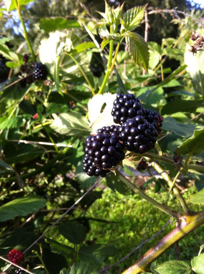 Gite Nature Le Moulin Vitrac-sur-Montane エクステリア 写真